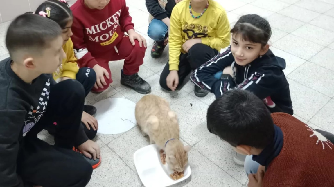 Öğrencilerimiz Okul Kedimizi ve Sokak Hayvanlarını Beslediler